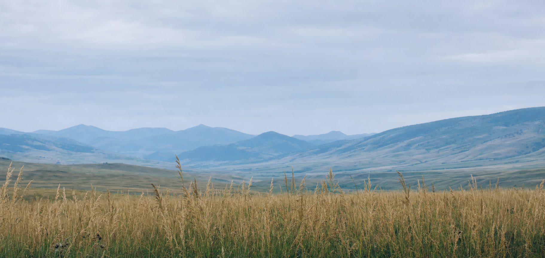 Montana foothills and prairie grasses beneath soft blue mountains